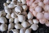 Phân biệt tỏi "cô đơn" Lý Sơn xịn và “dỏm” thế nào? Phân biệt tỏi "cô đơn" Lý Sơn xịn và “dỏm” thế nào?