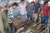 Đổ xô đi xem nấm linh chi nặng 220 kg Đổ xô đi xem nấm linh chi nặng 220 kg
