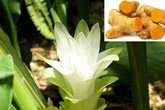 Những thảo dược khắc tinh của bệnh gan mật Những thảo dược khắc tinh của bệnh gan mật