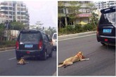Bị săn lùng gắt gao vì dùng xe kéo lê chó tới gần chết Bị săn lùng gắt gao vì dùng xe kéo lê chó tới gần chết