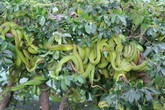 Vì sao rắn lục đuôi đỏ nhiều và nguy hiểm? Vì sao rắn lục đuôi đỏ nhiều và nguy hiểm?