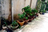 Gà sân thượng, rau nóc nhà: Dân phố cãi vã, đánh nhau Gà sân thượng, rau nóc nhà: Dân phố cãi vã, đánh nhau