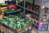 Kiếm tiền triệu mỗi ngày từ kinh doanh hạt giống hoa Kiếm tiền triệu mỗi ngày từ kinh doanh hạt giống hoa