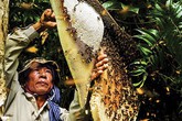Sự thật về loại “tình dược” cho tuần trăng mật nồng nàn của người cổ đại Sự thật về loại “tình dược” cho tuần trăng mật nồng nàn của người cổ đại