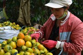 Tắc ruột vì ăn quá nhiều quả hồng, măng Tắc ruột vì ăn quá nhiều quả hồng, măng