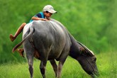 Thâm cung bí sử (70 - 1): Nước mắt đại gia Thâm cung bí sử (70 - 1): Nước mắt đại gia