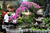 Hoa kiểng hàng trăm năm tuổi giá bạc tỷ đổ bộ Sài Gòn Hoa kiểng hàng trăm năm tuổi giá bạc tỷ đổ bộ Sài Gòn