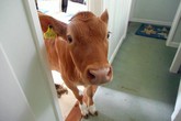 Bò đột nhập vào phòng khách, làm loạn khi chủ nhân đang tắm Bò đột nhập vào phòng khách, làm loạn khi chủ nhân đang tắm