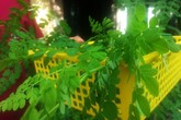 Dân phố săn lùng loại rau lạ tự diệt sâu, bổ hơn thuốc Dân phố săn lùng loại rau lạ tự diệt sâu, bổ hơn thuốc