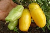 Cà chua màu vàng, dài như chuối đang được ưa chuộng Cà chua màu vàng, dài như chuối đang được ưa chuộng