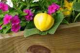 Bí đao chanh siêu lạ hợp trồng sân vườn chật Bí đao chanh siêu lạ hợp trồng sân vườn chật
