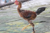 Lạ đời giống gà ta có lông mọc dưới chân Lạ đời giống gà ta có lông mọc dưới chân