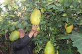 Quả chanh nặng 2kg hút khách Sài thành Quả chanh nặng 2kg hút khách Sài thành