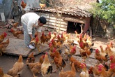 Chiêu rửa độc cá, gà trước khi ra chợ Chiêu rửa độc cá, gà trước khi ra chợ