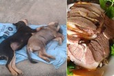 Tiết lộ sốc của thương lái về thịt chó Tiết lộ sốc của thương lái về thịt chó