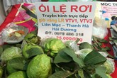 Dân Hà thành xếp hàng ủng hộ ổi Lệ Rơi Dân Hà thành xếp hàng ủng hộ ổi Lệ Rơi