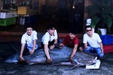 'Thủy quái' dài gần 2 mét từ Campuchia về VN 'Thủy quái' dài gần 2 mét từ Campuchia về VN