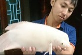 Bắt được 'quái ngư' bạch tạng ở Hồ Tây Bắt được 'quái ngư' bạch tạng ở Hồ Tây