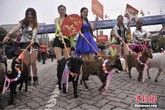 Dắt dê đi diễu hành để chào đón năm mới Ất Mùi Dắt dê đi diễu hành để chào đón năm mới Ất Mùi