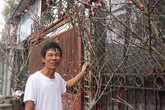 1 triệu đồng một cành đào rừng sau Tết 1 triệu đồng một cành đào rừng sau Tết