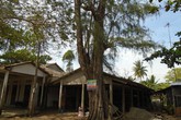 Cả ấp gặp may vì nằm dưới gốc cây dương cổ thụ Cả ấp gặp may vì nằm dưới gốc cây dương cổ thụ