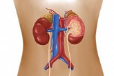 Bé sơ sinh hiến tạng cứu sống 2 mạng người Bé sơ sinh hiến tạng cứu sống 2 mạng người