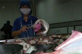 Vạch trần loại "thần dược" tăng trọng trong cá, mực Vạch trần loại "thần dược" tăng trọng trong cá, mực