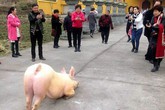 Lợn quỳ gối trước cửa chùa Lợn quỳ gối trước cửa chùa