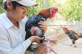 Anh chàng cử nhân xây dựng thu tiền trăm triệu từ việc nuôi gà hiếm, chim quý Anh chàng cử nhân xây dựng thu tiền trăm triệu từ việc nuôi gà hiếm, chim quý