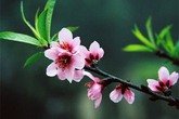 Dự kiến lịch nghỉ Tết Bính Thân 2016 Dự kiến lịch nghỉ Tết Bính Thân 2016