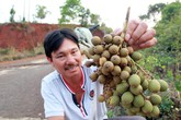 Đổ xô hái trái mây rừng xuất sang Trung Quốc Đổ xô hái trái mây rừng xuất sang Trung Quốc