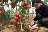 Kỳ lạ giống cây dưới cho khoai tây, trên ra quả cà chua Kỳ lạ giống cây dưới cho khoai tây, trên ra quả cà chua