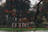 Hà Nội đẹp dịu dàng sau những ngày mưa phùn, chồi cây hé nụ Hà Nội đẹp dịu dàng sau những ngày mưa phùn, chồi cây hé nụ