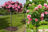 Hoa hồng tree rose giá đắt bỏng tay có gì lạ? Hoa hồng tree rose giá đắt bỏng tay có gì lạ?
