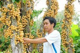 Những hình ảnh cây trái xum xuê vào mùa thu hoạch Những hình ảnh cây trái xum xuê vào mùa thu hoạch