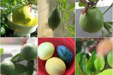 "Bí kíp luyện" chanh, dưa, khế, ổi… trĩu trịt quả trong thùng xốp "Bí kíp luyện" chanh, dưa, khế, ổi… trĩu trịt quả trong thùng xốp