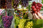 8 giống nho nổi tiếng nhất thế giới 8 giống nho nổi tiếng nhất thế giới