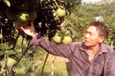 Biến đồi quặng thành vườn bưởi tiền tỷ Biến đồi quặng thành vườn bưởi tiền tỷ