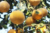Bí quyết chọn bưởi Diễn chuẩn Bí quyết chọn bưởi Diễn chuẩn
