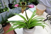 800.000 đồng một cành lan ngoại chơi Tết ở Sài Gòn 800.000 đồng một cành lan ngoại chơi Tết ở Sài Gòn