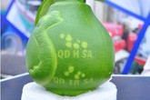 Cận cảnh quả bưởi hồ lô hình bản đồ Việt Nam ở Hà Nội Cận cảnh quả bưởi hồ lô hình bản đồ Việt Nam ở Hà Nội