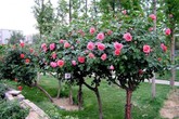 Chiều lòng sếp bà, tặng cây hồng 100 bông 50 triệu đồng Chiều lòng sếp bà, tặng cây hồng 100 bông 50 triệu đồng