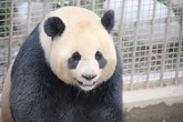 Gấu trúc được tuyên dương vì giỏi "chuyện ấy" Gấu trúc được tuyên dương vì giỏi "chuyện ấy"