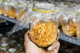 Đông trùng hạ thảo bạc tỷ bán vài chục triệu đồng ở Việt Nam Đông trùng hạ thảo bạc tỷ bán vài chục triệu đồng ở Việt Nam