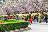 Hoa ban đẹp nao lòng, giới trẻ Hà Thành nô nức chụp hình Hoa ban đẹp nao lòng, giới trẻ Hà Thành nô nức chụp hình