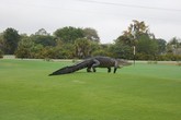Kinh hoàng phát hiện cá sấu “khủng” tung tăng trong sân golf Kinh hoàng phát hiện cá sấu “khủng” tung tăng trong sân golf
