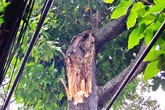 Ngọn cây chẻ đôi, 2 cụ già bị thương Ngọn cây chẻ đôi, 2 cụ già bị thương