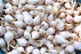 Tỏi cô đơn Lý Sơn 1,2 triệu đồng một kg Tỏi cô đơn Lý Sơn 1,2 triệu đồng một kg