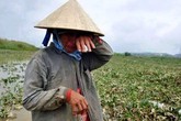 Đồng tiền xương máu Đồng tiền xương máu