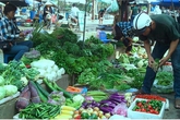 Dân buôn Hà Nội gom rau bán về Quảng Ninh lãi đậm Dân buôn Hà Nội gom rau bán về Quảng Ninh lãi đậm